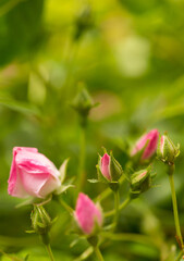 A pink rose buds ready to bloom on blurred green background