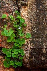 Rustic, old stone wall with creeper plant