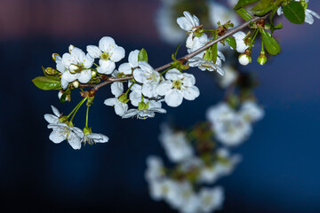 Fototapeta na wymiar Fresh natural white flower background. Blossom apricot tree with gentle flowers banner. 