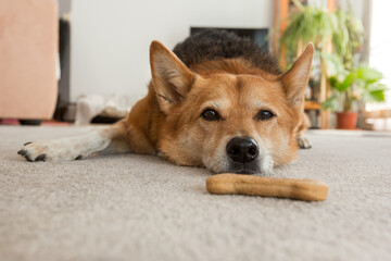 Sad and depressed dog lying down and refusing to eat cookie.