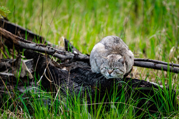 Wild angry cat sits on the burnt tree trunk.