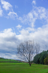Fototapeta na wymiar Croton-On-Hudson, New York, USA: A solitary maple tree in a field under a cloud-covered autumn sky in Croton Point Park.