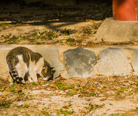 Gray and white tabby cat  on a sunny afternoon