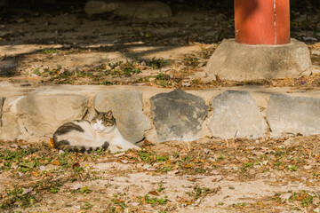 Gray and white cat relaxing on a sunny afternoon