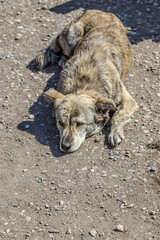 A homeless hungry dog with sad eyes asks for food. Concept of stray dogs, animal shelter, pet care