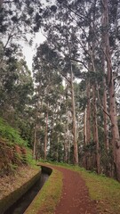 Madère, les eucalyptus sur la levada central de Janela