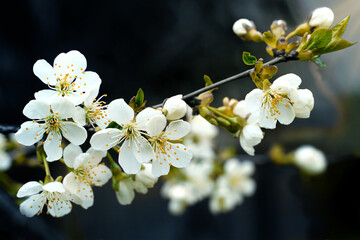 Apple tree white flowers and leaves on dark background spring time 