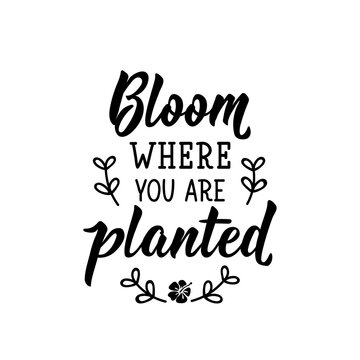 Bloom where you are planted. Vector illustration. Lettering. Ink illustration.
