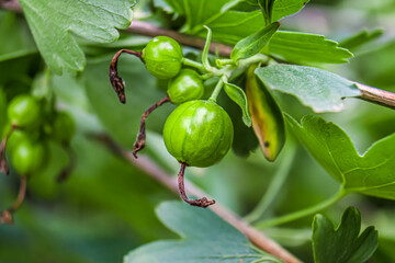 Green currant fruits in nature. Macros.