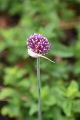 Garlic Flower / Garlic is a perennial herb of Amaryllidaceae Allium with a strong aroma and stamina-boosting properties.