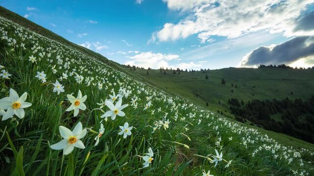 Sunrise over mountain landscape, field of flowers on a mountain side and rolling clouds nature scene 4K timelapse