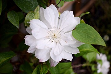 White Clematis Yukiokoshi flowers