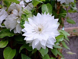 Clematis Yukiokoshi