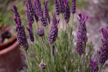 Blooming Anouk Lavender