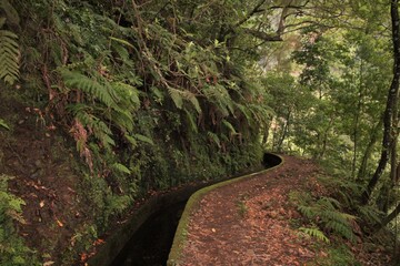 Obraz premium Madère, fougères le long de la levada de janela