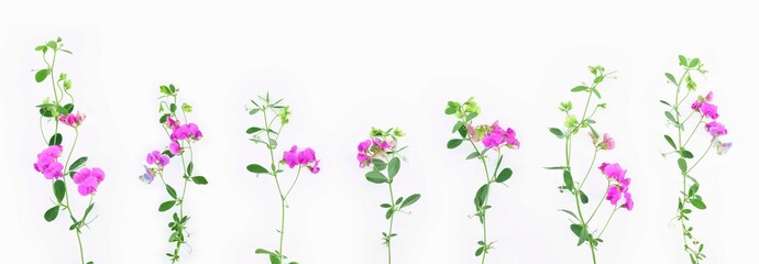 Set of climbing pink wildflowers isolated on a white background.  Lathyrus tuberosus (also known as the tuberous pea, tuberous vetchling, earthnut pea, aardaker, or tine-tare).