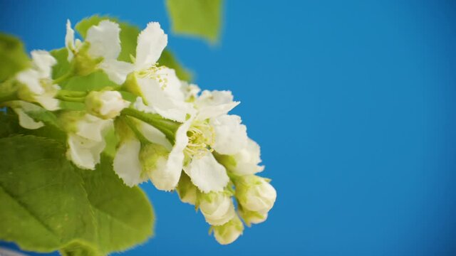 The white flowers of the hackberry plant in the garden