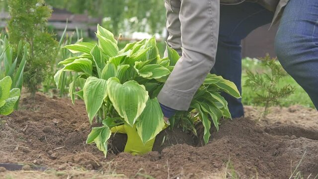 Gardener woman in yellow gloves planting hosta in garden