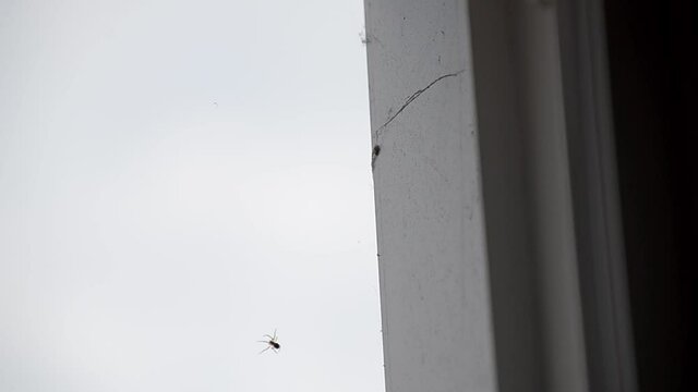 ara&ntilde;a en ventana