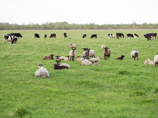 Flocks of sheep and cows on free pasture in the field