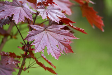 Japanese maple Acer palmatum atropurpureum on green background. Young leaves of red color. Selective focus.