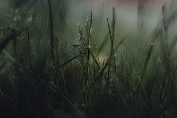 Grasss in the morning bokeh