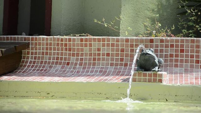 fuente estanque rana
