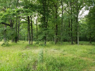 Forest, tree, wood, trees.