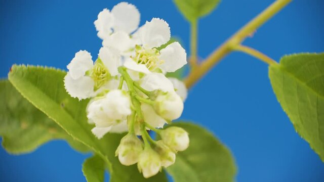 The blooming flower of the Mayday tree in the garden
