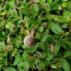 Snail
