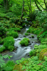 コケの生える渓流