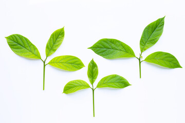Avocado fresh leaves on white