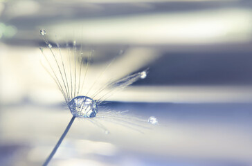 Dandelion fluff with drop of water in the middle on defocused backdrop. Macro photography, natural abstract defocused background