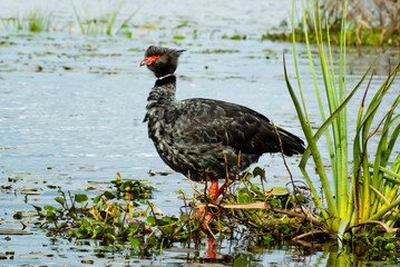 Chaja (chauna torcuata), ave acuática de gran parte de sudamérica especialmente de Argentina 