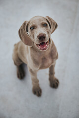 Weimaraner Puppy Dog funny face, smiling dog, smiling puppy, happy puppy, puppy smile