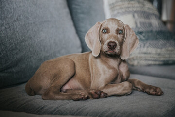 Weimaraner Puppy Dog funny face, cute puppy, happy dog, little weimaraner puppy,