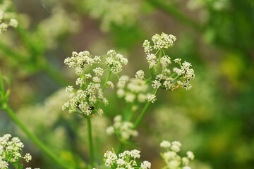 Celery Flower / Celery is a vegetable of the Apiaceae with a distinctive aroma and is high in vitamins and fiber.