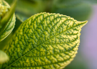 green leaf with yellow details and soft green background