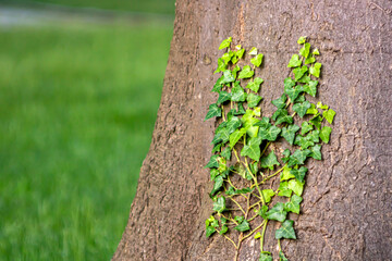 Ivy on tree body with green natural background