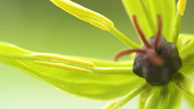 The closer look of the black stamen of the Paris quadrifolia plant