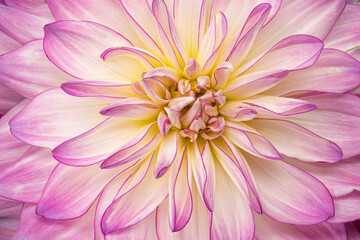 Macro of Pink and white dahlia