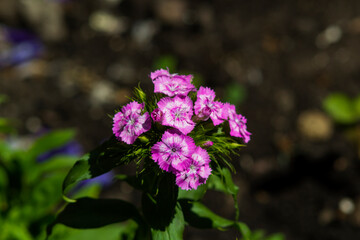 Fototapeta premium pink carnation flowers on the flowerbed