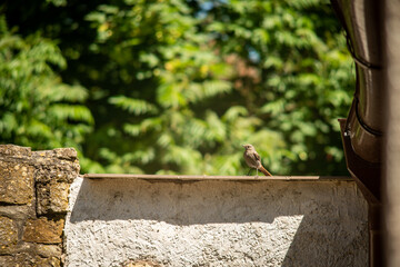 Vogel auf einer Mauer