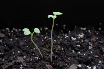 Closeup of bok choy seedlings growing in raised garden beds. Selective focus on the leaves.