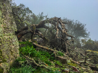 ARBOL SECO