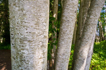 Scaly looking bark of Red Alder tree, Alnus rubra, Vancouver Island, BC, Canada