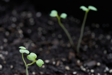 Closeup of bok choy seedlings growing in raised garden beds. Selective focus on the leaves of one of the seedlings.