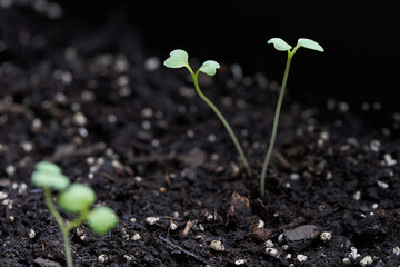 Closeup of bok choy seedlings growing in raised garden beds. Selective focus on the leaves of one of the seedlings.