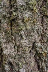 Detail of various lichen species growing on bark of Douglas Fir tree
