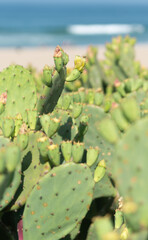 prickly pear cactus near beach